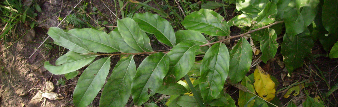 Autumn Olive Leaves