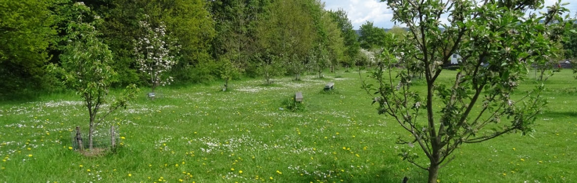 Learn How to Set Up a Community Orchard