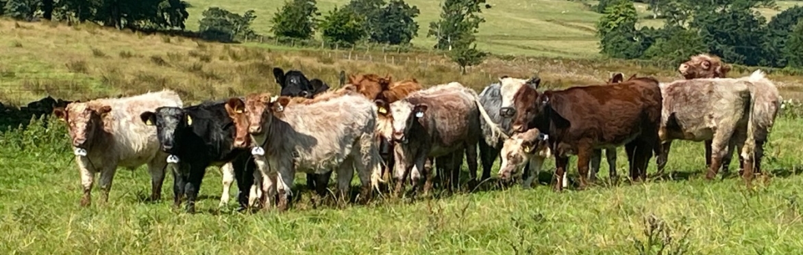 Rotational Grazing: Networking Lunch and Farm Walk at Rhynaclach Farm
