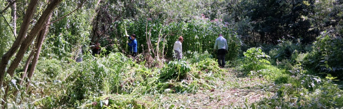 Himalayan balsam pulling- Centenary Riverside