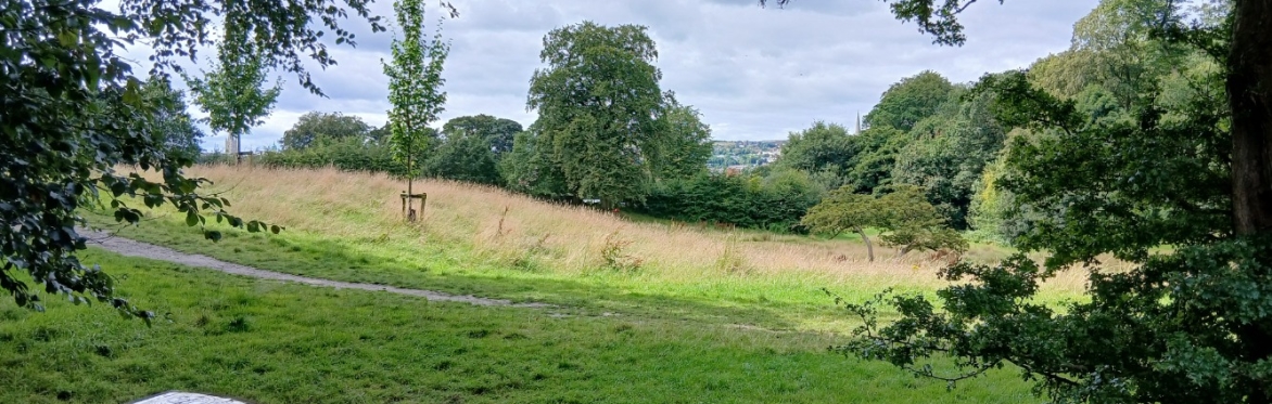 Botanical Skills NI: New Year Plant Hunt (NYPH) at St Columb's Park, Derry