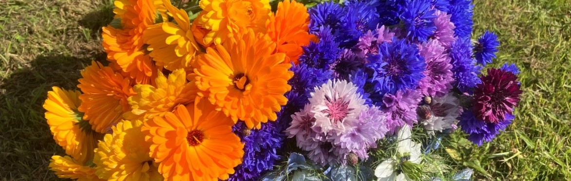 Calendula and Cornflowers