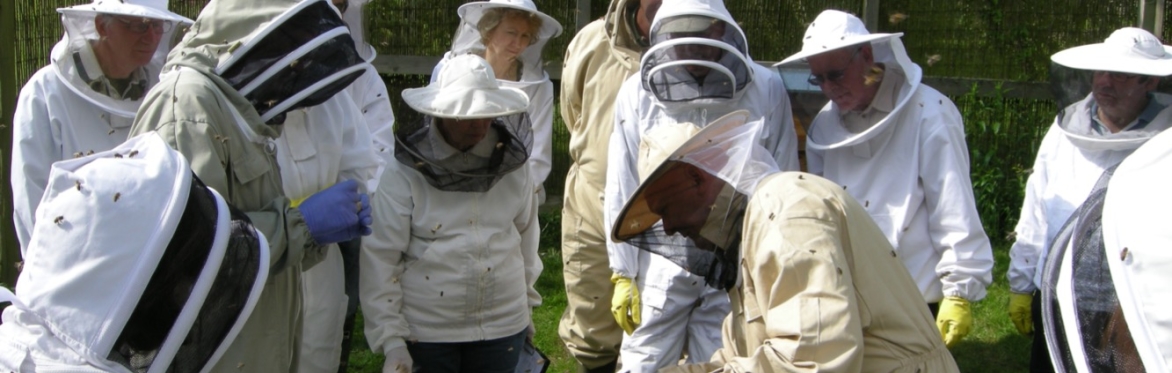 A BEES & BEEKEEPING EXPERIENCE
