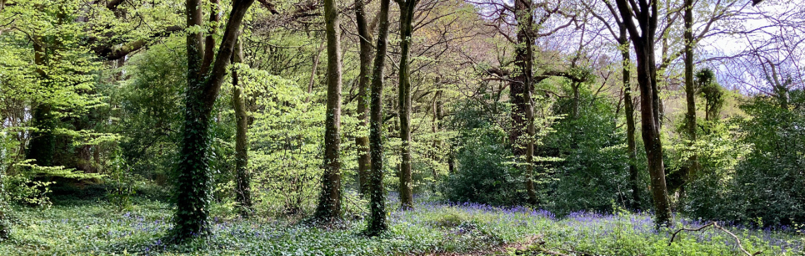 Saturday Forest Play