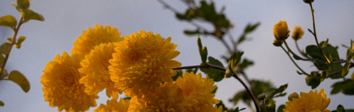 A bush of bright yellow carnations