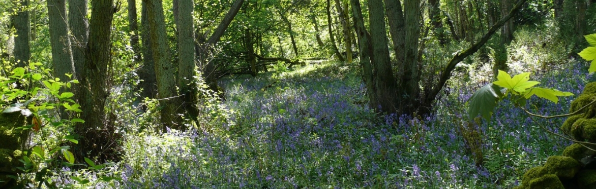 British & Irish Botanical Conference 2022: A Festival of Plants