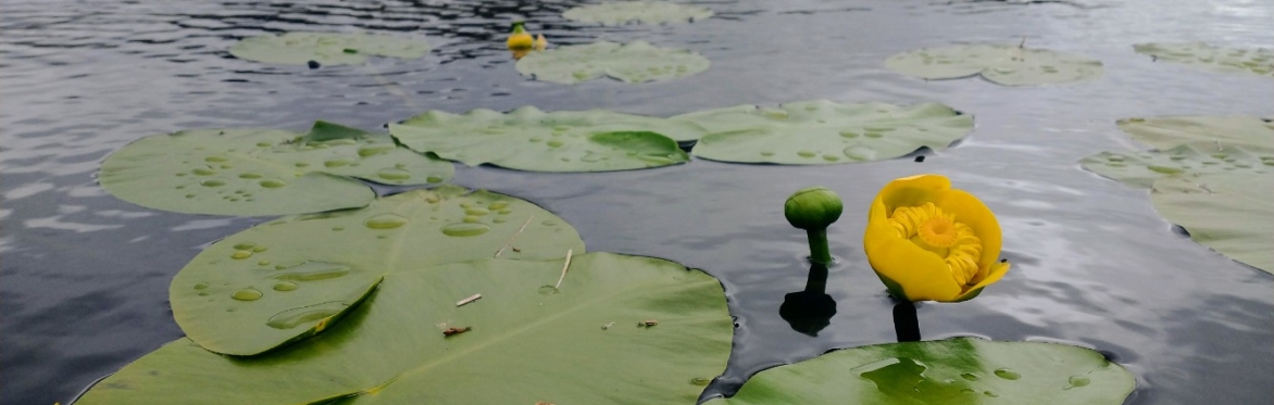 Aquatic Plant ID field outing with Nick Stewart