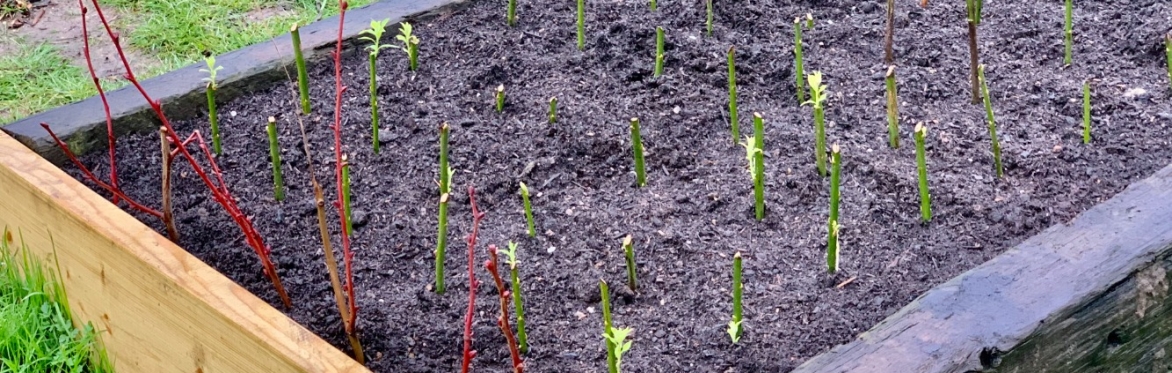 Healthy, Happy Trees – How to grow healthy trees, create your own little tree nursery and sow spring seeds