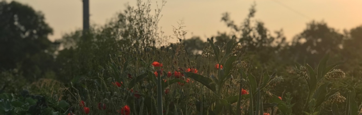 Dawn Birdsong Walks