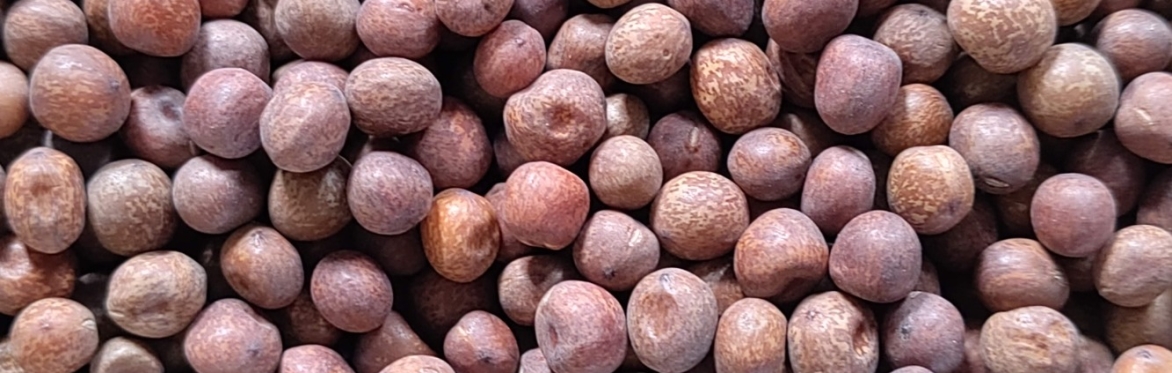 Carlin Wednesday - a celebration of the Carlin Pea in Teesside!