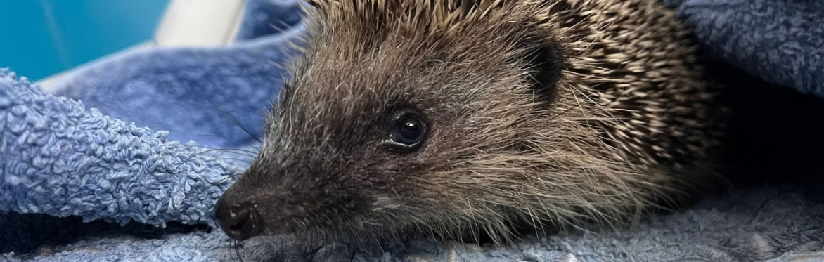 Hedgehog Experience