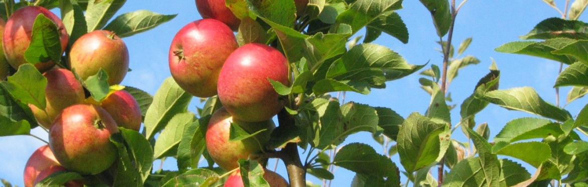 Summer Fruit Pruning Workshop