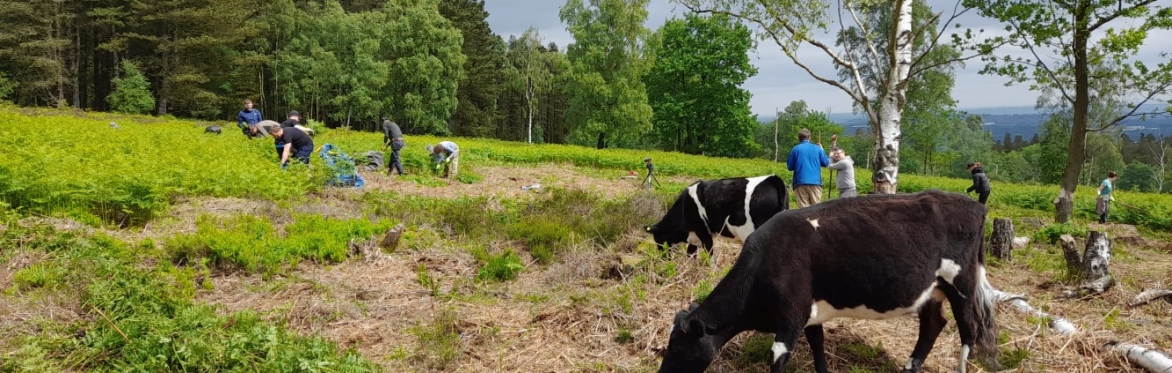 Volunteer Work Day: Greno Woods