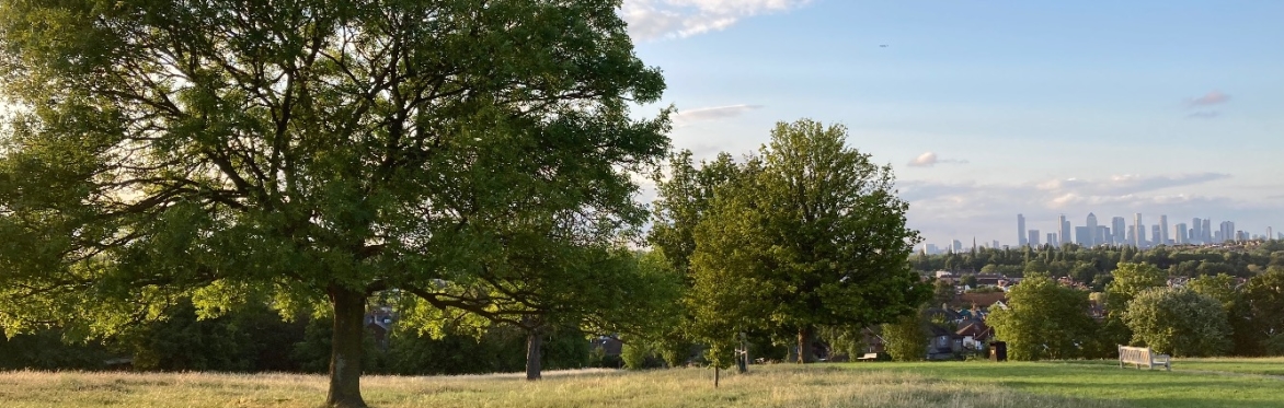 What trees can you find on your walk？