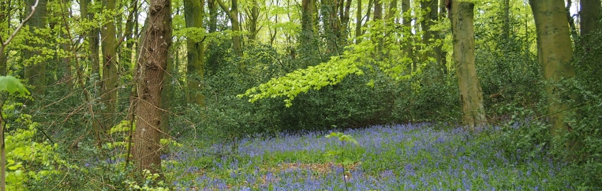 Moss Valley Woodlands - credit Claire Taylor
