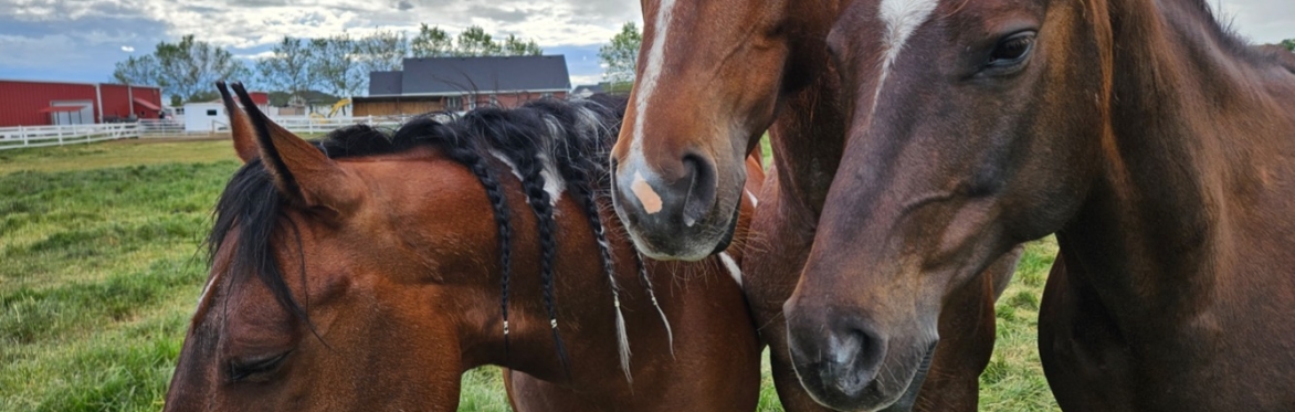 Three horses close together out in a green pasture with a view of the blue/cloudy sky and mountains in the background