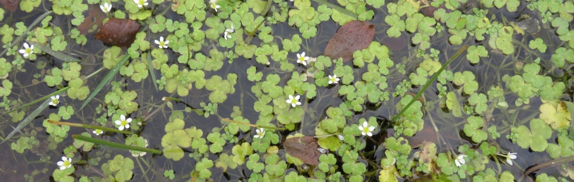 Targeted Aquatic Plant Project: North Slobs, Wexford Sunday 26th July