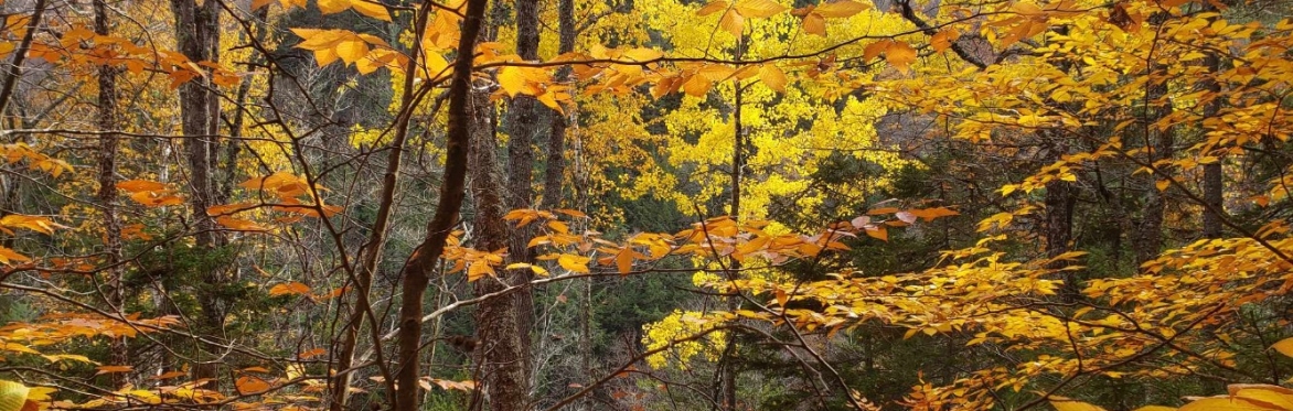 Wood Banks and Firewood Processing