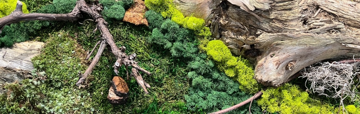 Moss Portraits