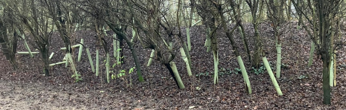 Tree guard collecting with Harborough Woodland, South Leicestershire Litter Wombles and Teddington