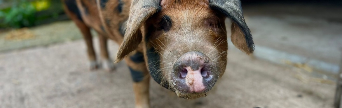 Pig