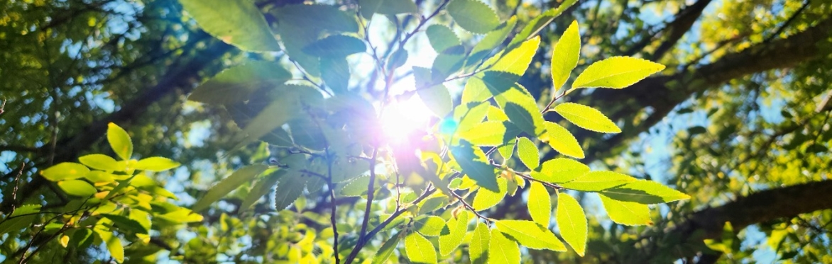 Forest Bathing for Wellbeing