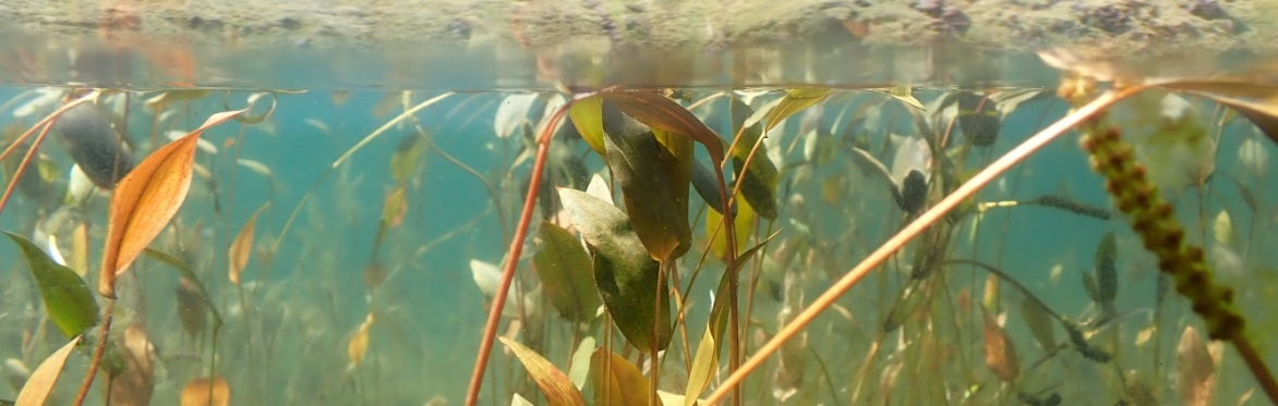 Bog Pondweed (Potamogeton polygonifolius), Bowscale Tarn (VC70), by Thomas Garner