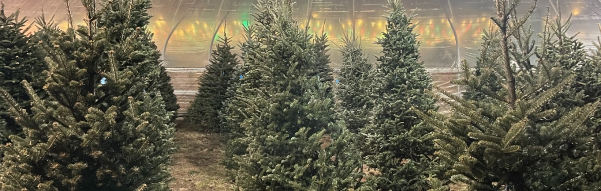 McKinstry Farms Christmas