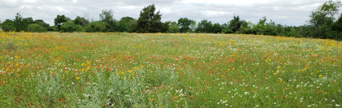 Tandy Hills Central Meadow