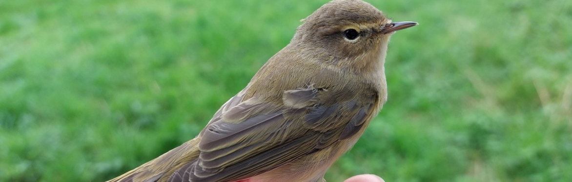 A photo of a bird on a hand with a ring around its leg.