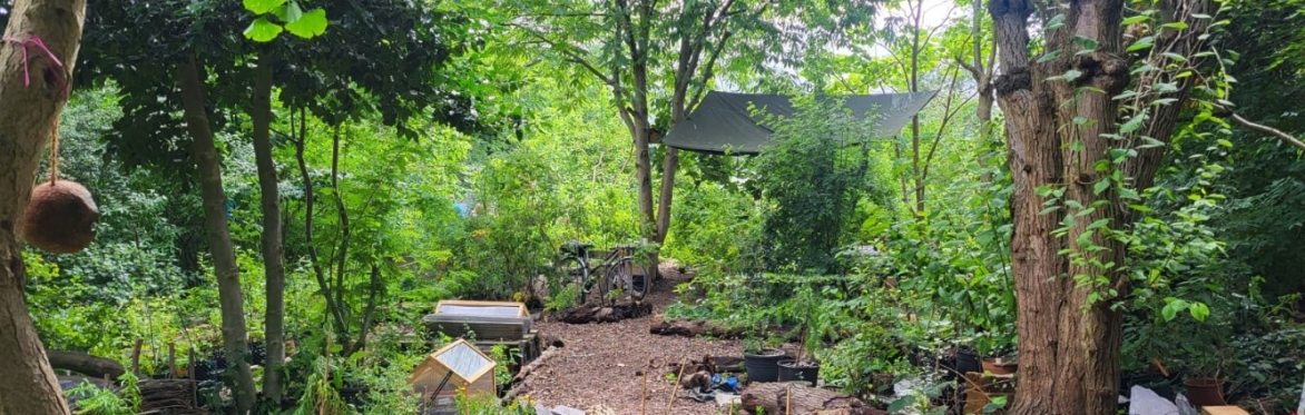 Forest Story Co-Creation Workshop