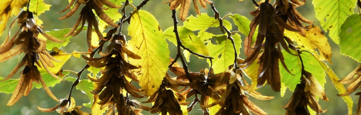 2022 Scottish Botanists' Conference