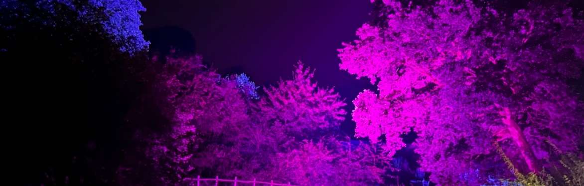 Trees lit up with pink - blue colours