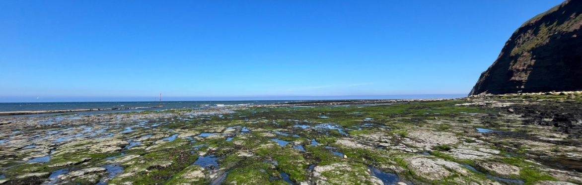Rocks and pools where the Land of Iron fossil hunting will take place, in skinningrove. A photo showing rocks, pools, seaweed, cliffs in the background, and blue sky.