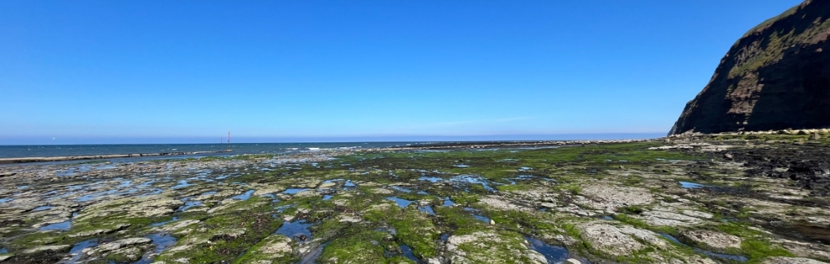 Fossil Hunting at Land of Iron