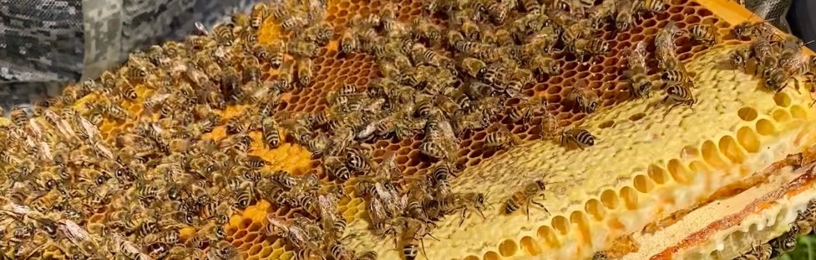 Bee Keeping Beginners Course