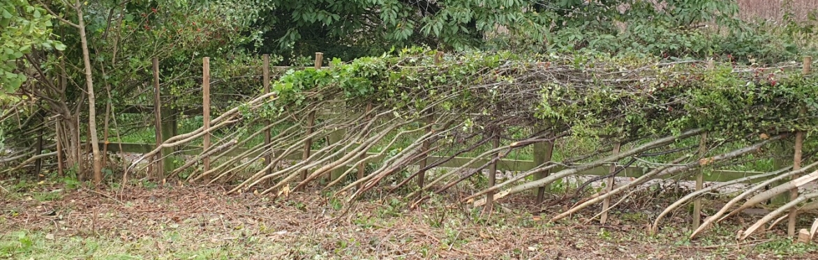Hedgelaying on Wirral Way (Parkgate).