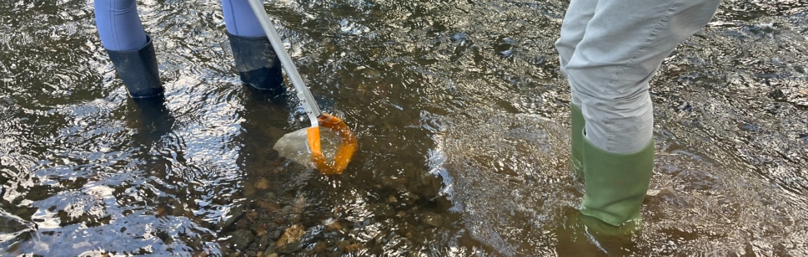 River Dipping (Wildlife Watch)