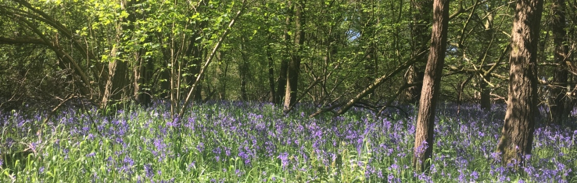 West Midlands, Solihull, Summer Wild Food Foraging Course/Walk