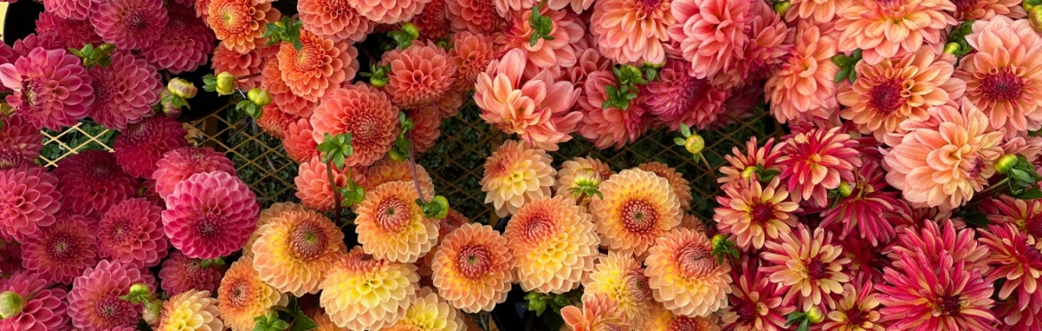Dahlia You-Pick at Raindance Farm Flowers