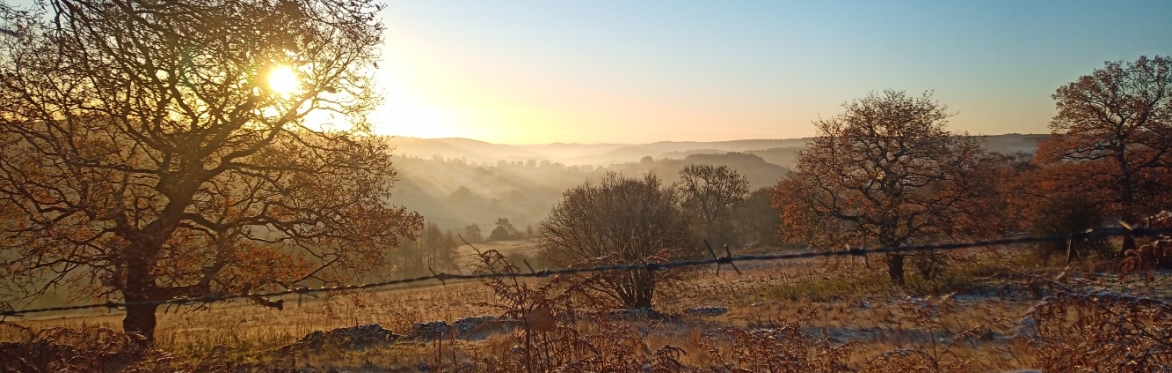 Christmas Bird and Wildlife Walk