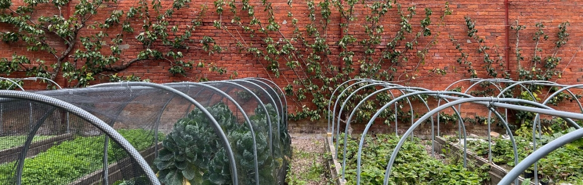 Exploring a Level 2 curriculum for agroecology (productive horticulture)