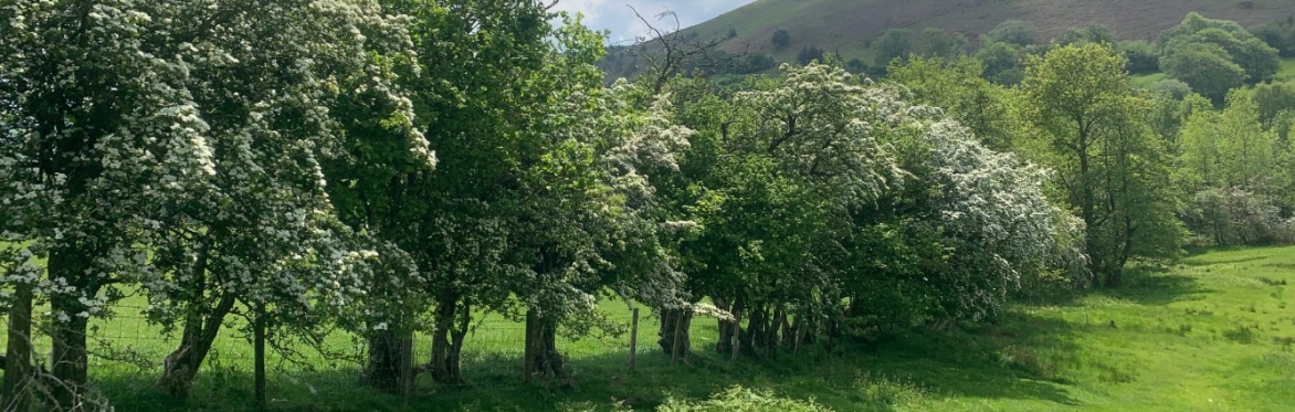 National Hedgerow Week 2026: Helping the mighty hawthorn!
