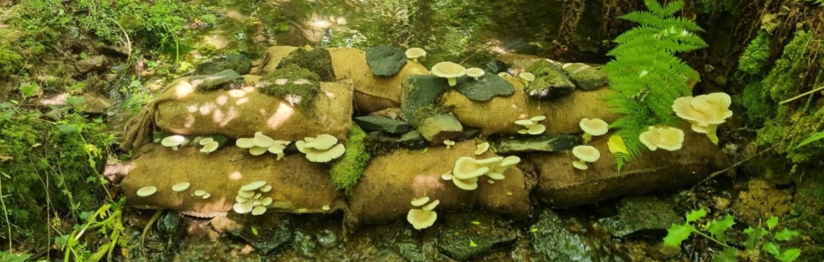 Mycoremediation - Can fungi help save our rivers? with Alice Sophia Pefanis