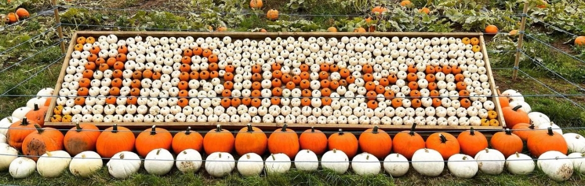 MR PUMPKIN 2026