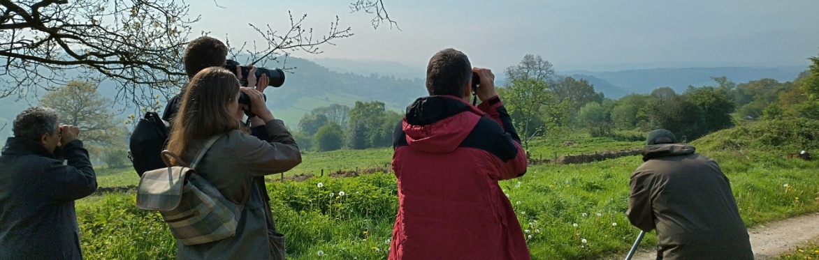 Summer Butterfly & Bird Walk