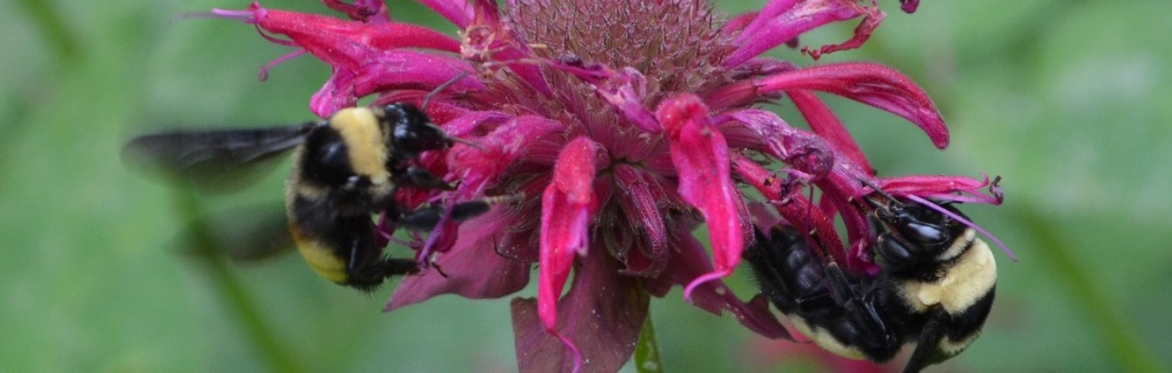 Native Plant Workshop