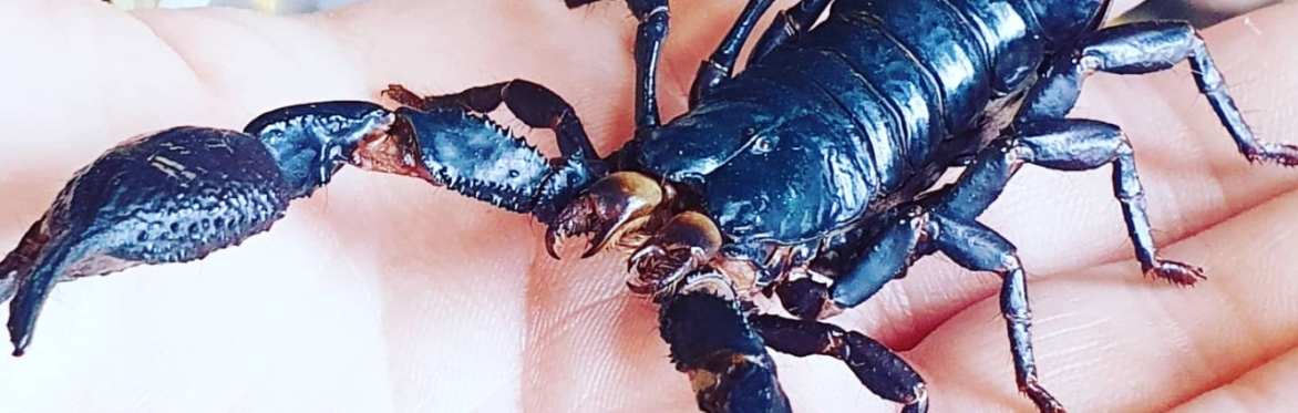 Spooktacular Spider & Scorpion Workshop