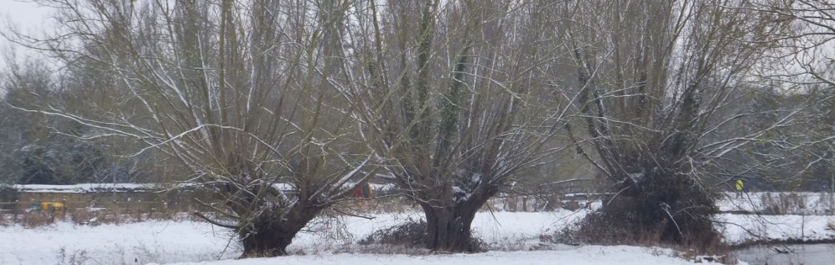 Image is of 3 leafless, Crack Willow, Salix fragilis, Witney kindly used with permission by Nicholas Barber who submitted this image as part of the 2022 BSBI Photo Competition in the Winter Section.