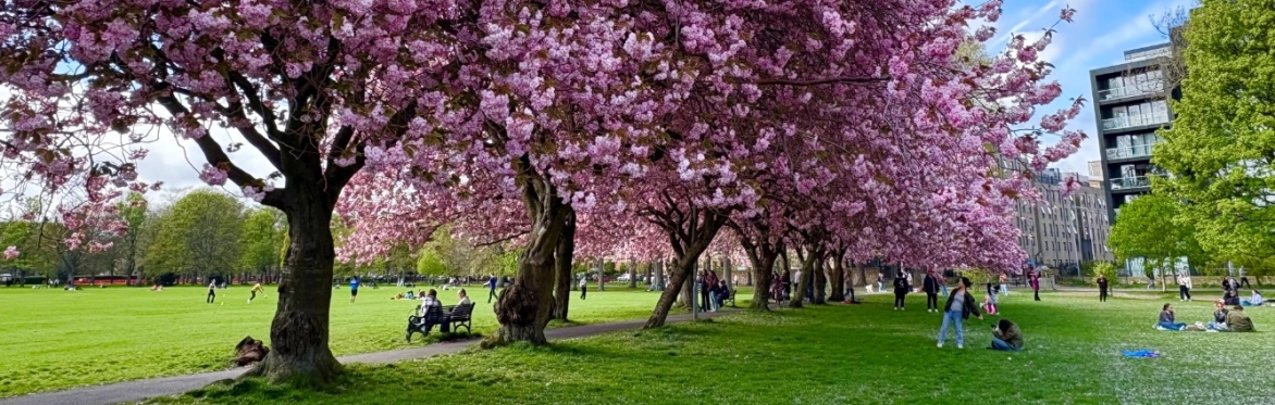 Understanding the Social & Cultural Values of Trees – online lunch and learn session